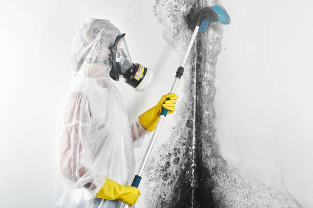 Best Attic Mold Removal  in Enon, OH