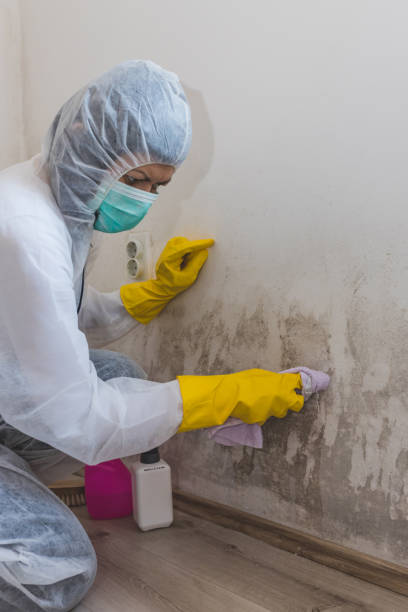 Best Mold Removal for HVAC Installations  in Enon, OH