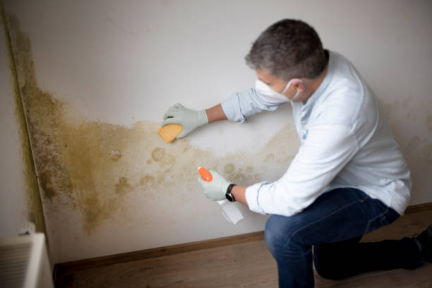 Best Environmental Consulting for Mold Prevention  in Enon, OH